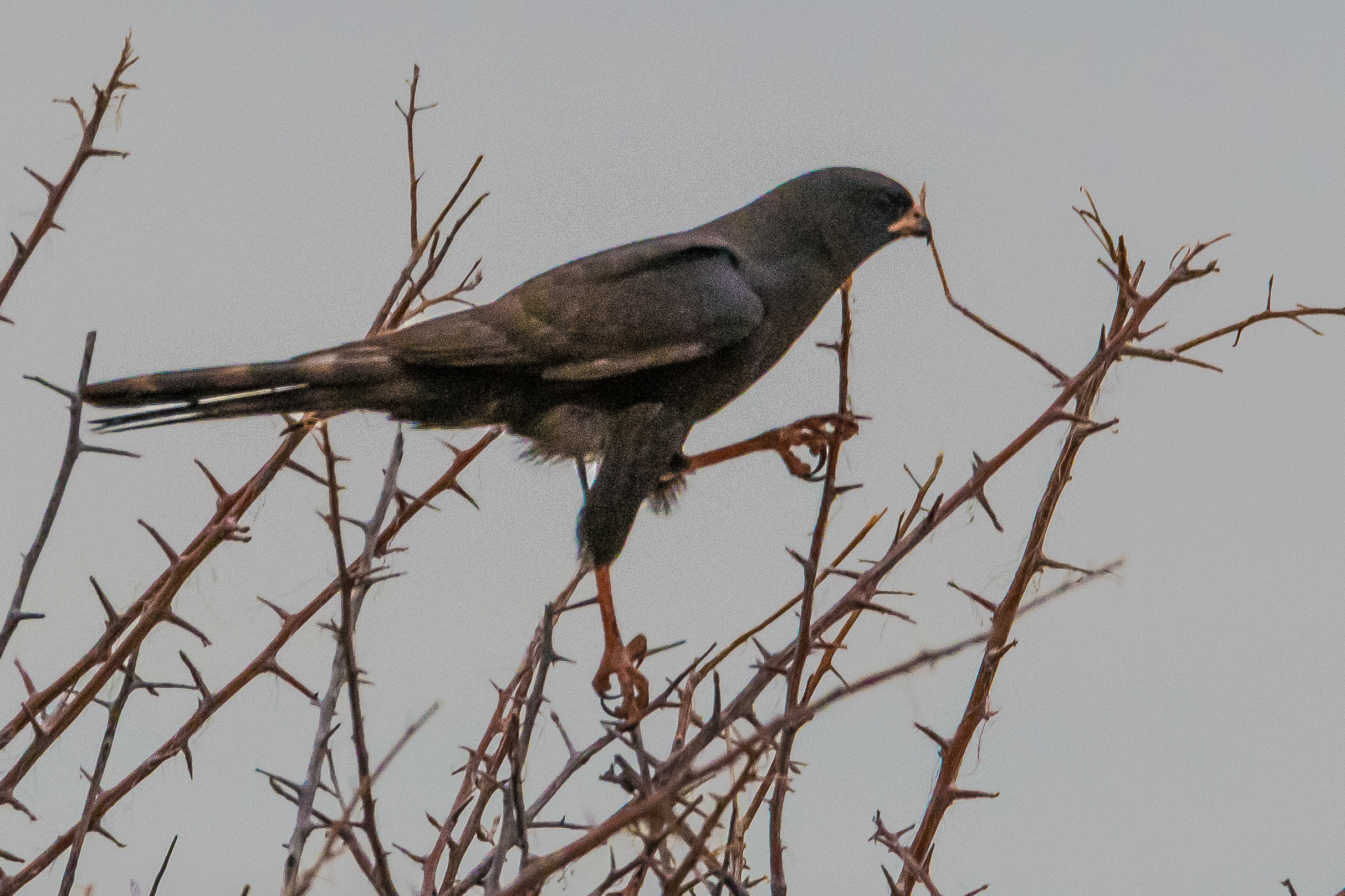 Autour gabar (Gabar goshawk, Micronisus gabar), forme sombre, ou mélanique, Namutoni, Parc National d'Etosha, Namibie